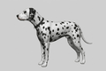 Dog Art - Dalmatian - STL File
