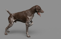 Dog Art - German Shorthaired Pointer - STL File