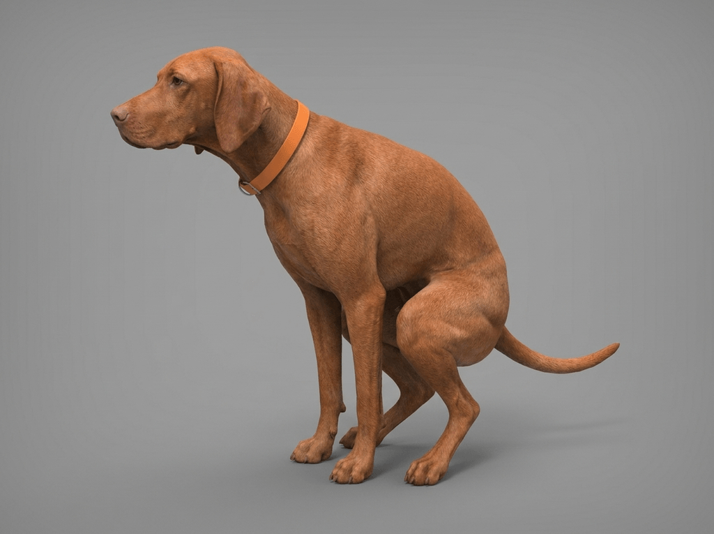 Dog Art - Hungarian Vizsla Pooping - STL File