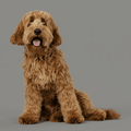 Dog Art - Labradoodle - STL File
