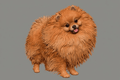 Dog Art - Pomeranian - STL File