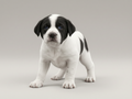 Dog Art - Mixed-Breed Puppy - STL File