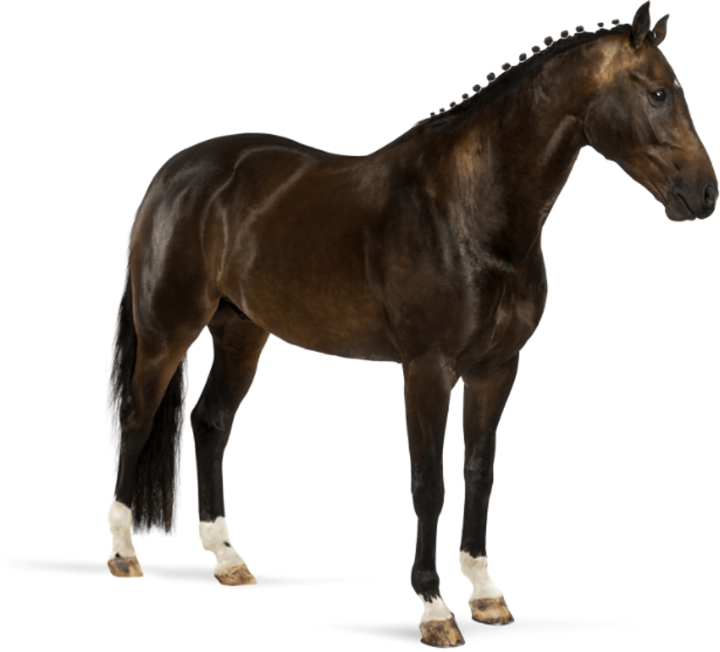Horse Art - Dutch Warmblood - STL File
