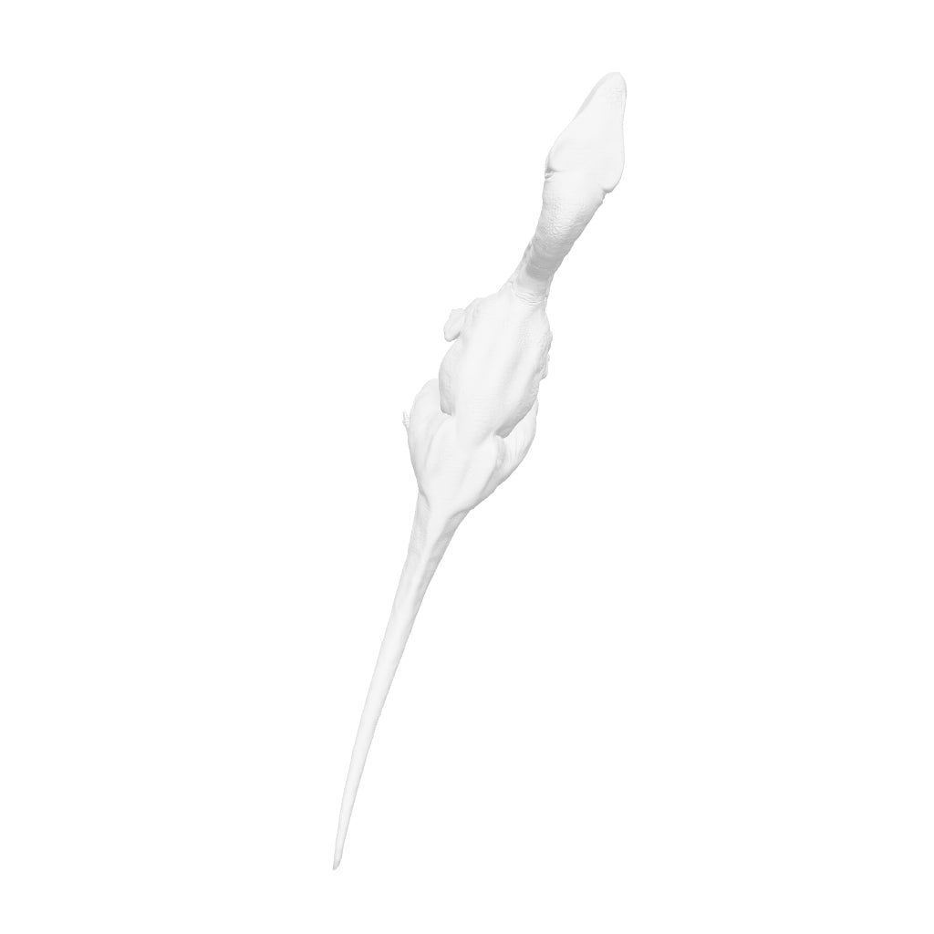 Dinosaur Art - Coelophysis - STL File